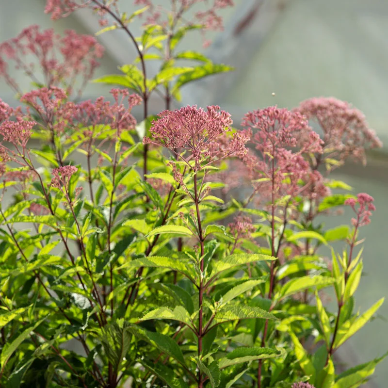 Eupatorium - Eupatorium purpureum