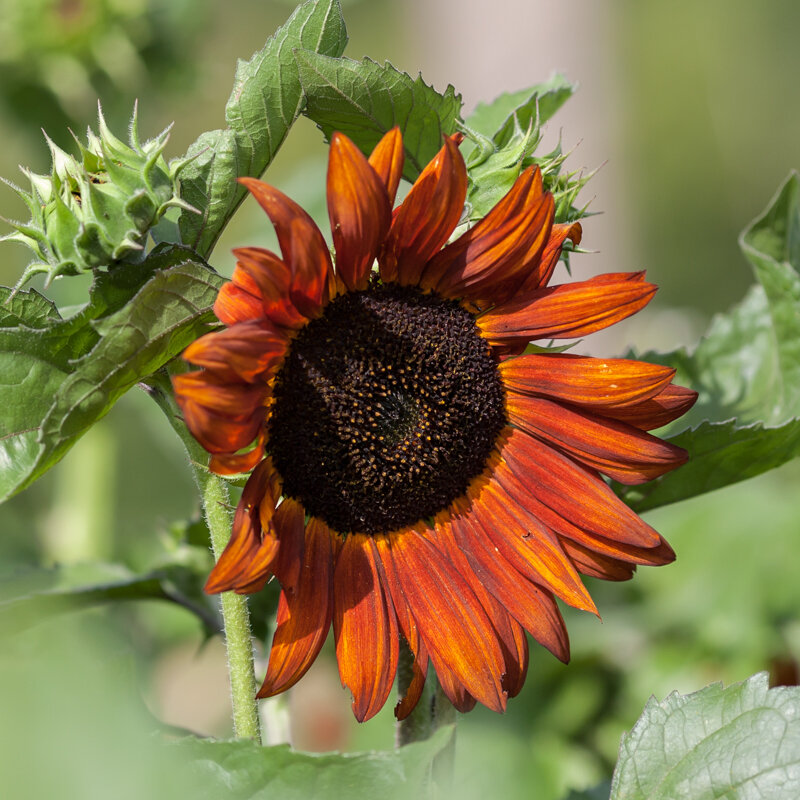 Sunflowers - Velvet Queen