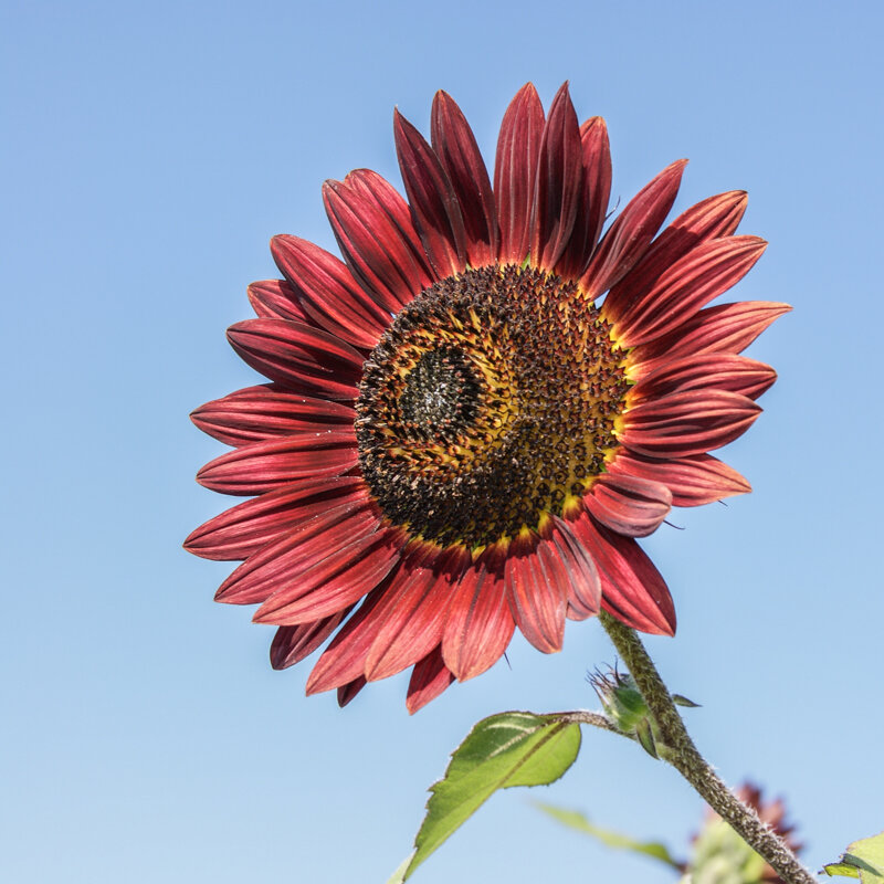 Sunflowers - Evening Sun