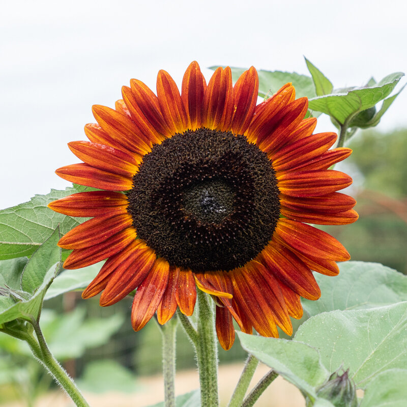 Sunflowers - Evening Sun