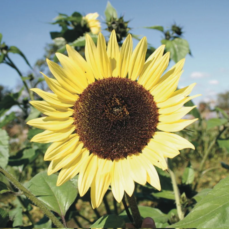 Sunflowers - Lemon Queen