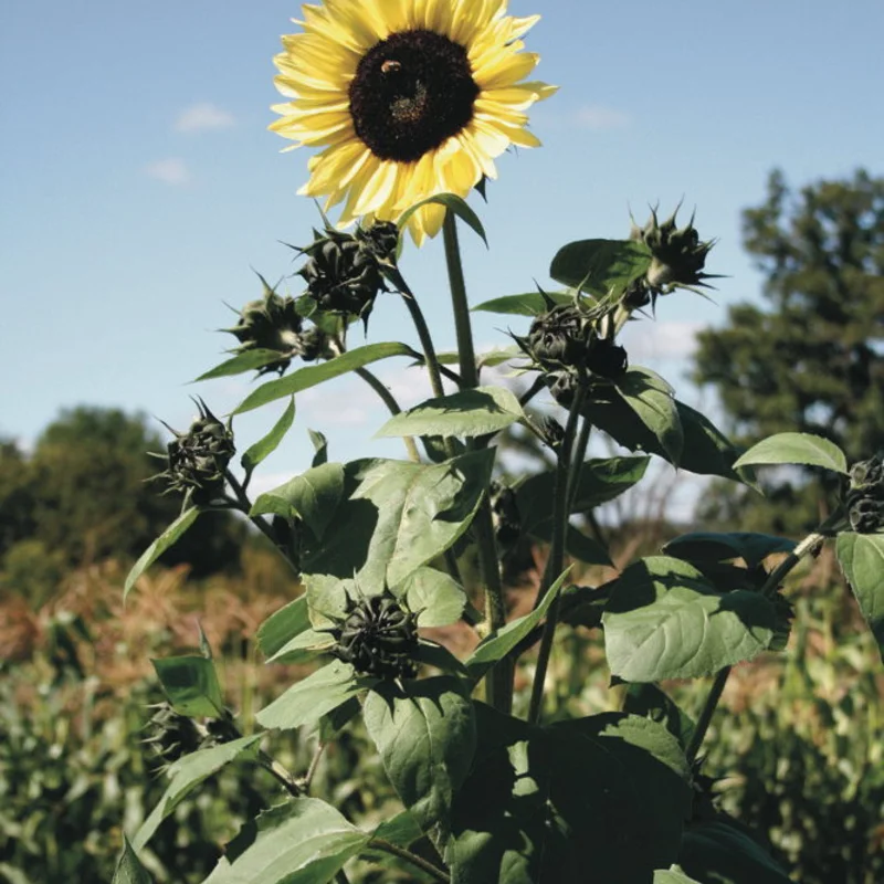 Sunflowers - Lemon Queen