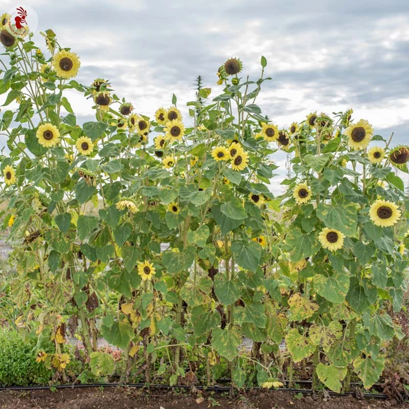 Sunflowers - Lemon Queen