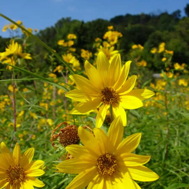 Helianthus - Large-toothed sunflower