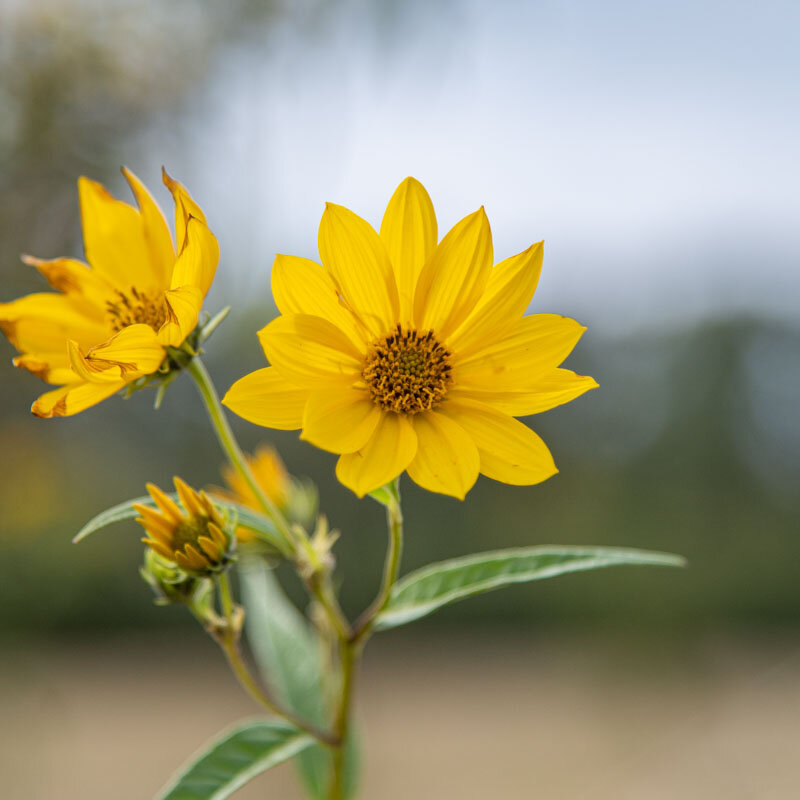 Helianthus - Large-toothed sunflower
