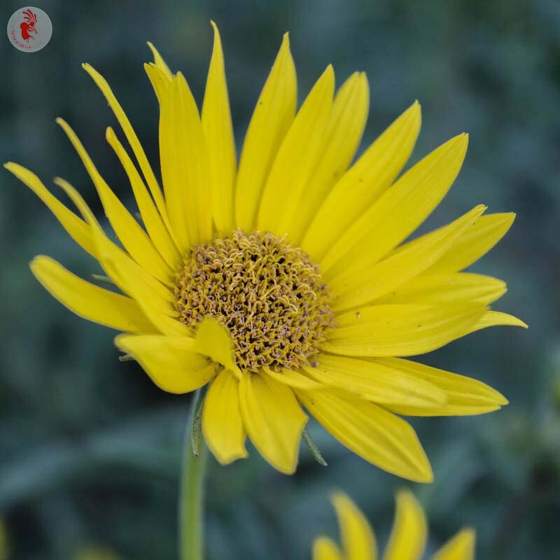 Helianthus - Maximilian Sunflower