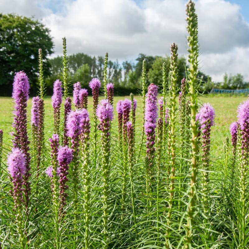 Liatris - Liatris spicata