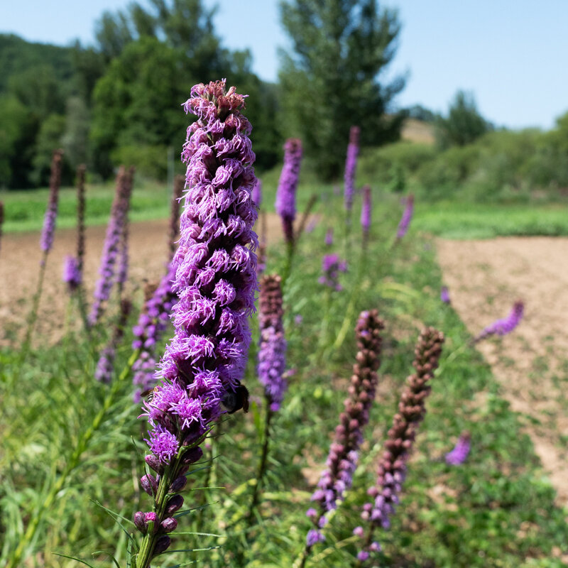 Liatris - Liatris spicata