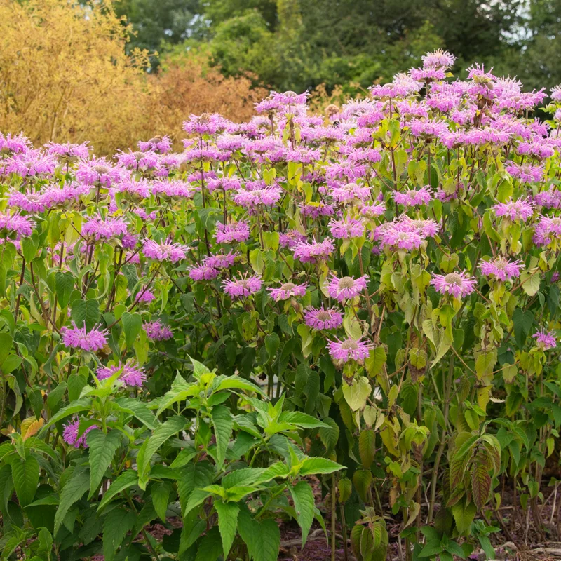 Monarda - Monarda fistulosa