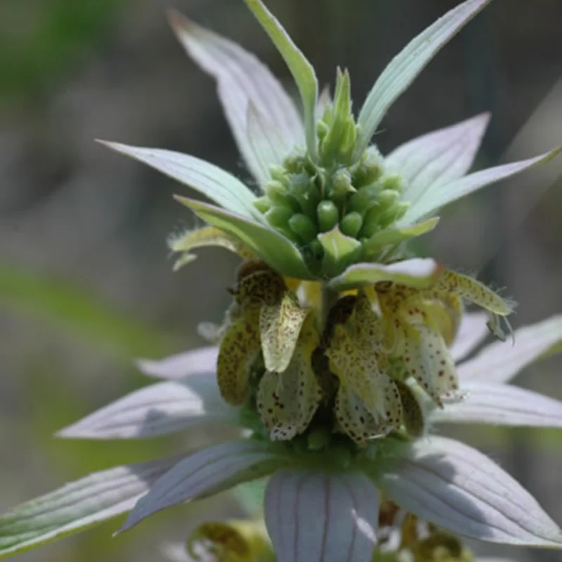 Monarda - Monarda punctata