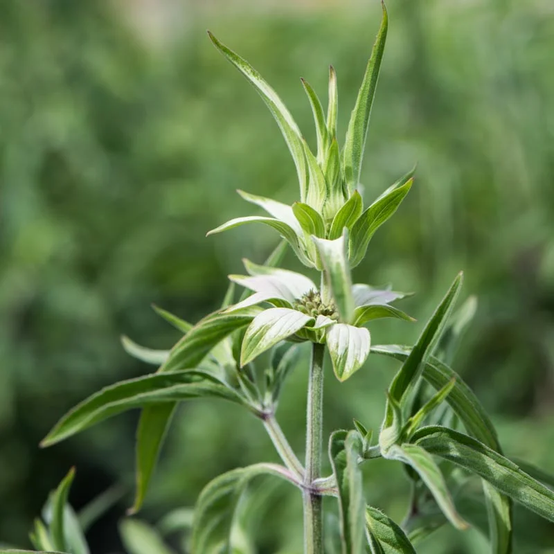 Monarda - Monarda punctata