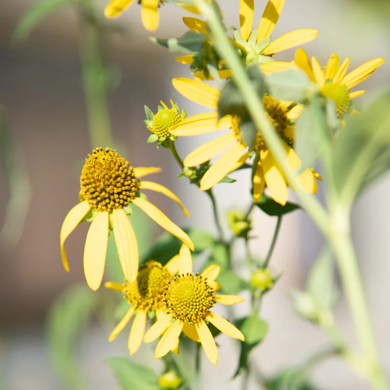 Rudbeckia - Rudbeckia laciniata