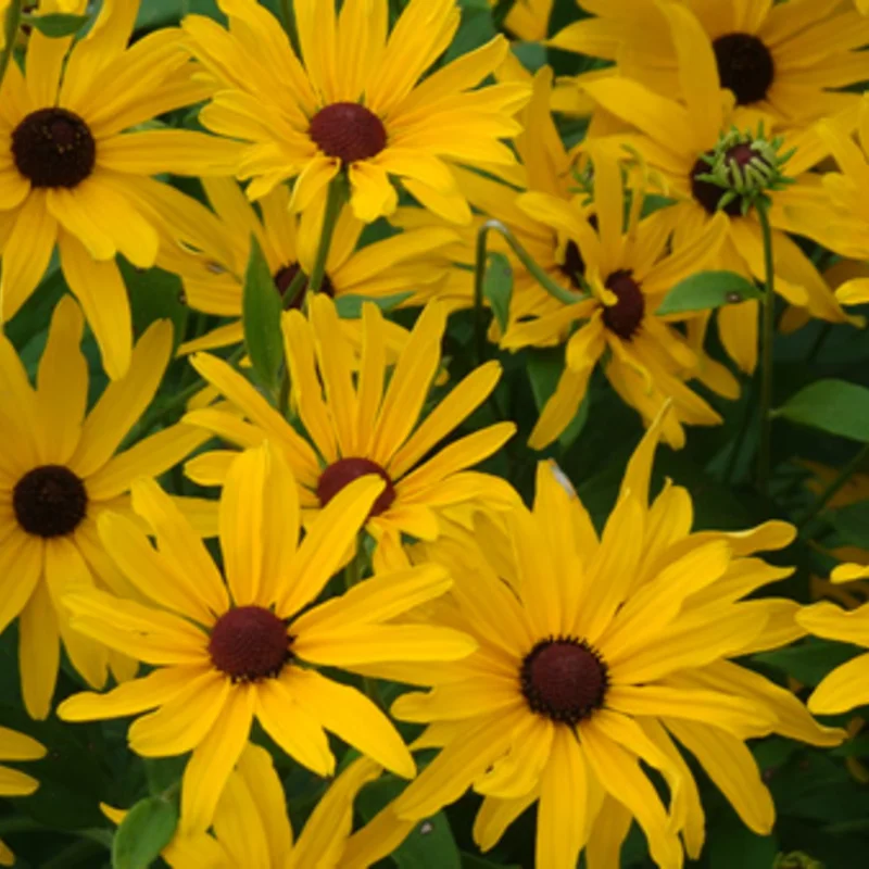 Rudbeckia - Rudbeckia subtomentosa