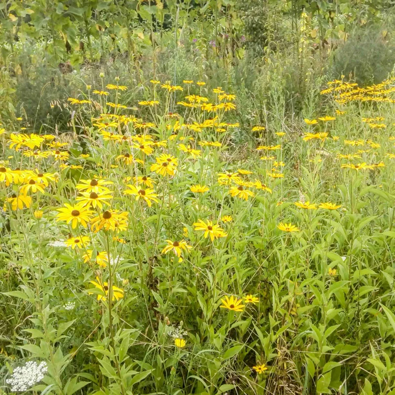 Rudbeckia - Rudbeckia subtomentosa