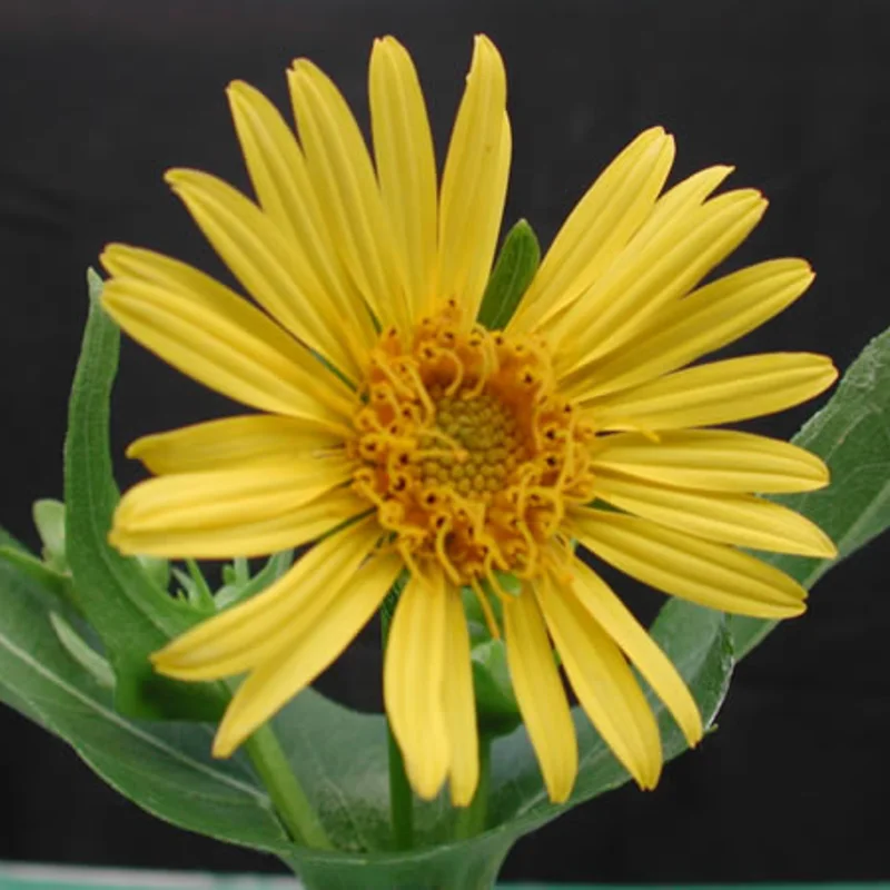 Silphium - Silphium perfoliatum