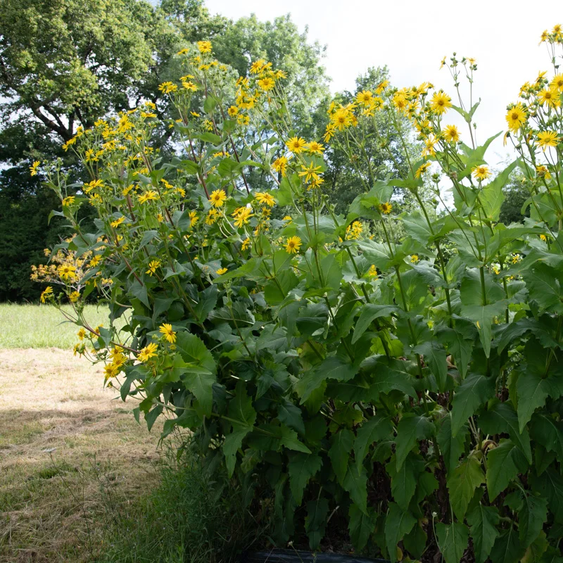 Silphium - Silphium perfoliatum