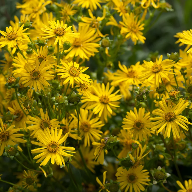 Silphium - Silphium perfoliatum