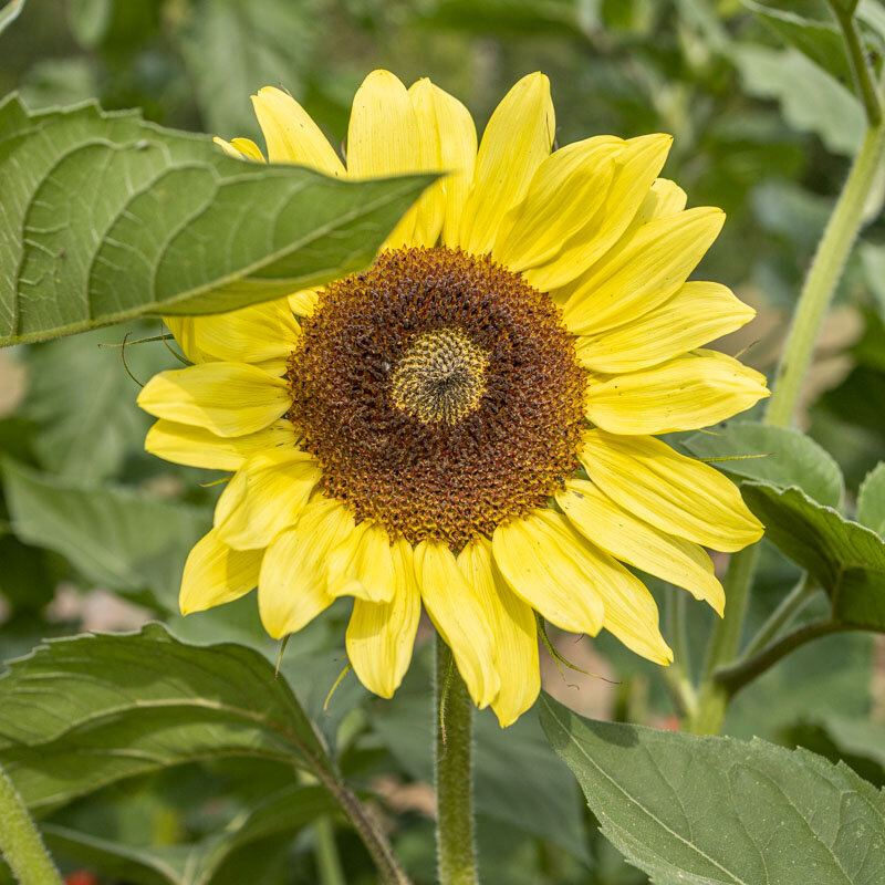Sunflowers - Giant Primrose