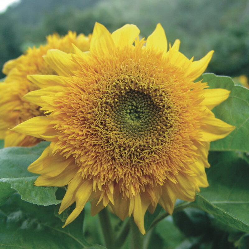 Sunflowers - Tigers Eye Mix 