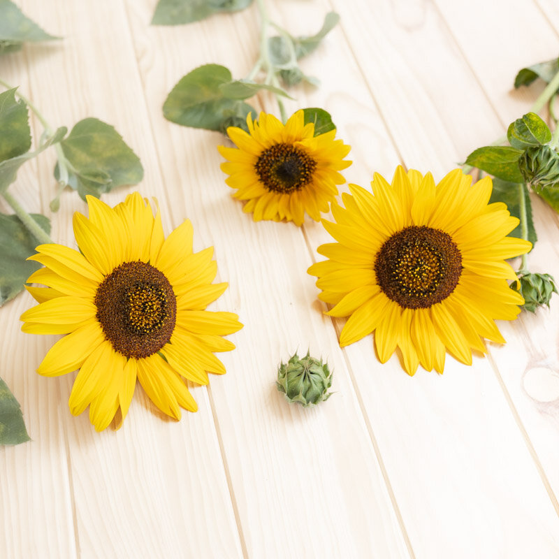 Sunflowers - Selma Sun