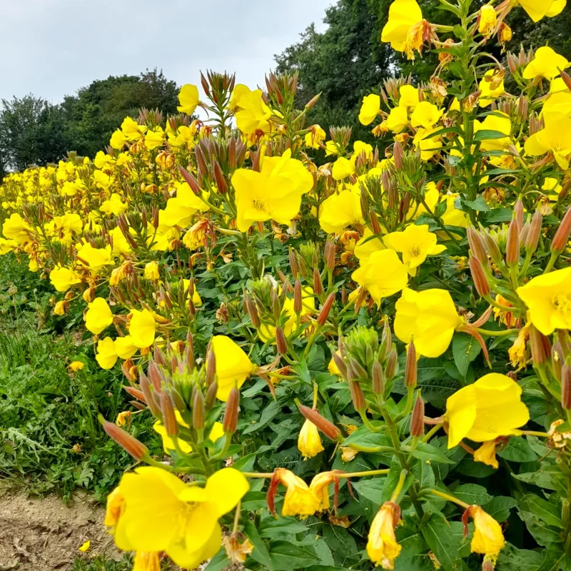 Oenothera - Oenothera pilosella