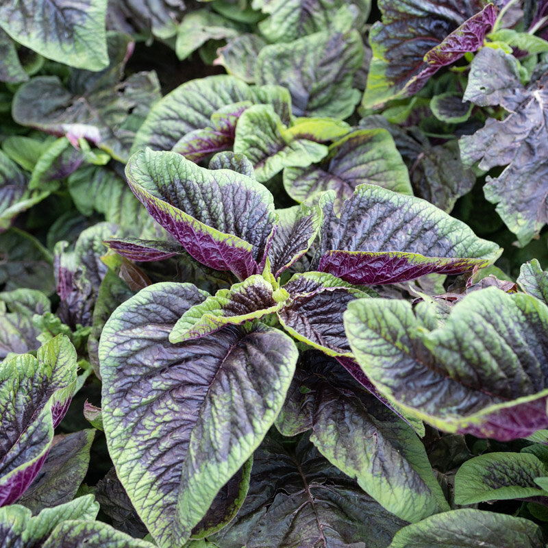 Leafy Amaranth - Tricolor