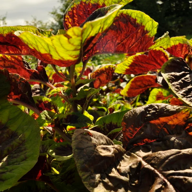 Leafy Amaranth - Tricolor