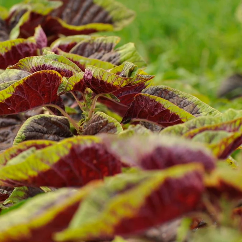 Leafy Amaranth - Tricolor