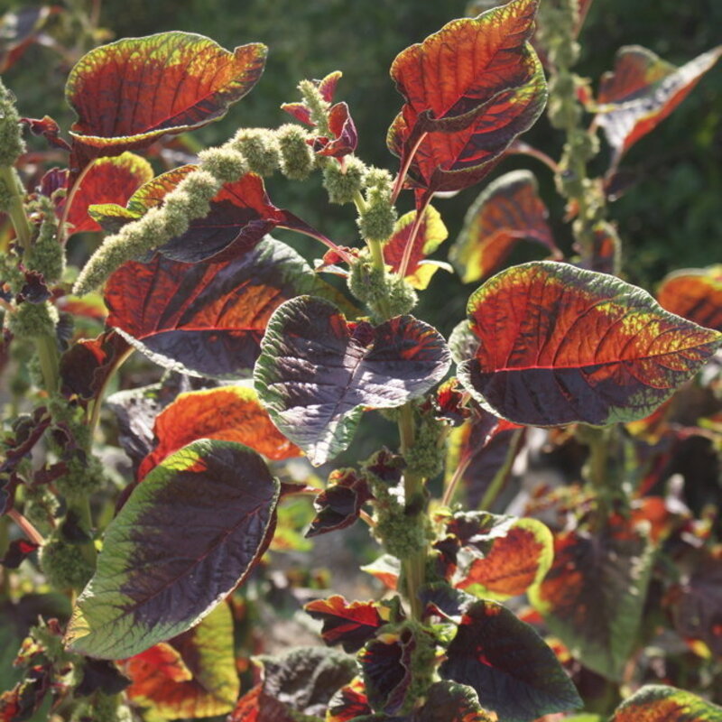 Leafy Amaranth - Red Leaf