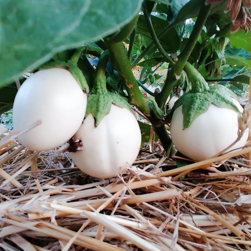 Eggplants - White egg