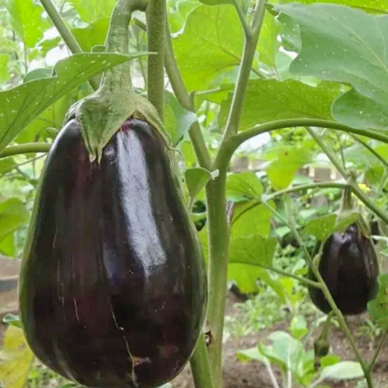 Eggplants - Imperial Black Beauty