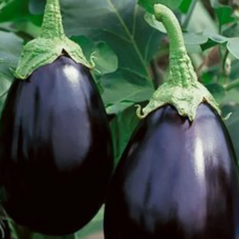 Eggplants - Imperial Black Beauty