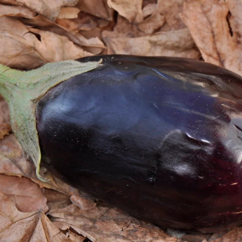 Eggplants - Imperial Black Beauty