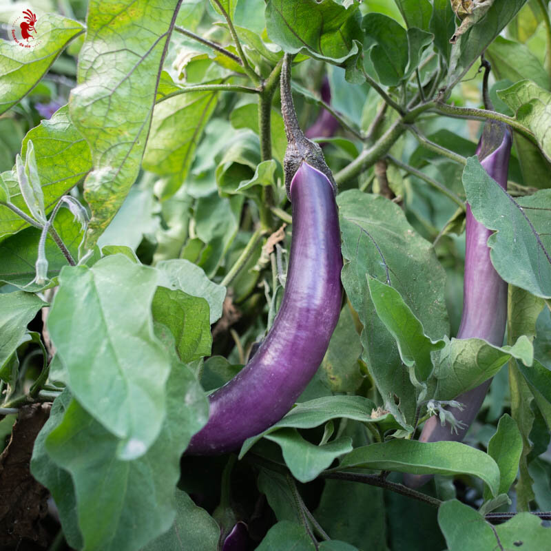 Eggplants - Ping Tung