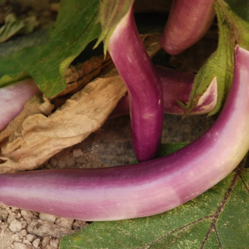 Eggplants - Ping Tung