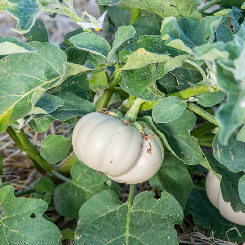 Thai Green Eggplant Certified Organic – West Coast Seeds