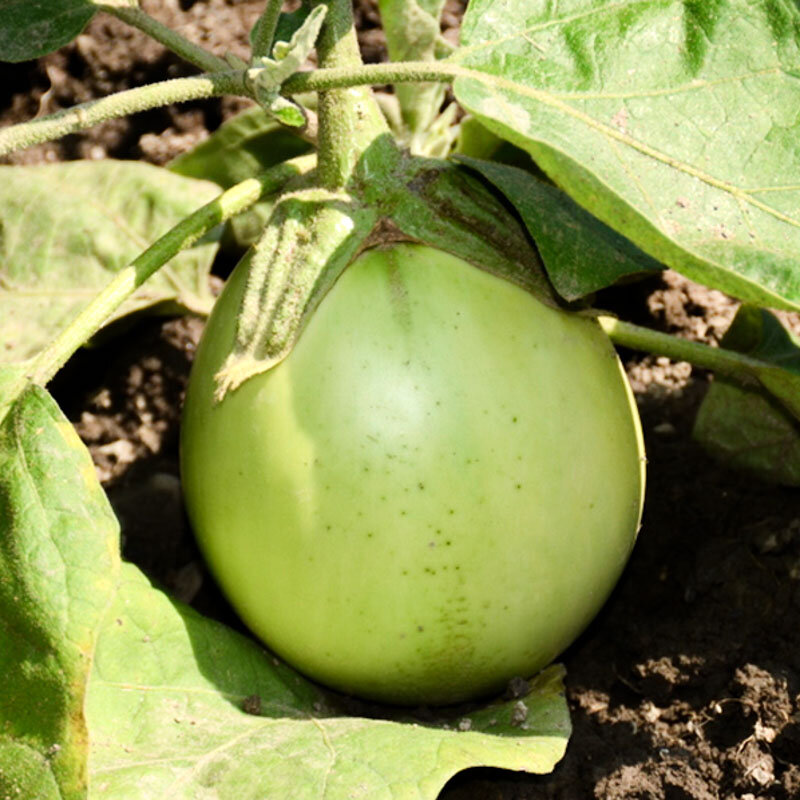 Eggplants - Apple Green