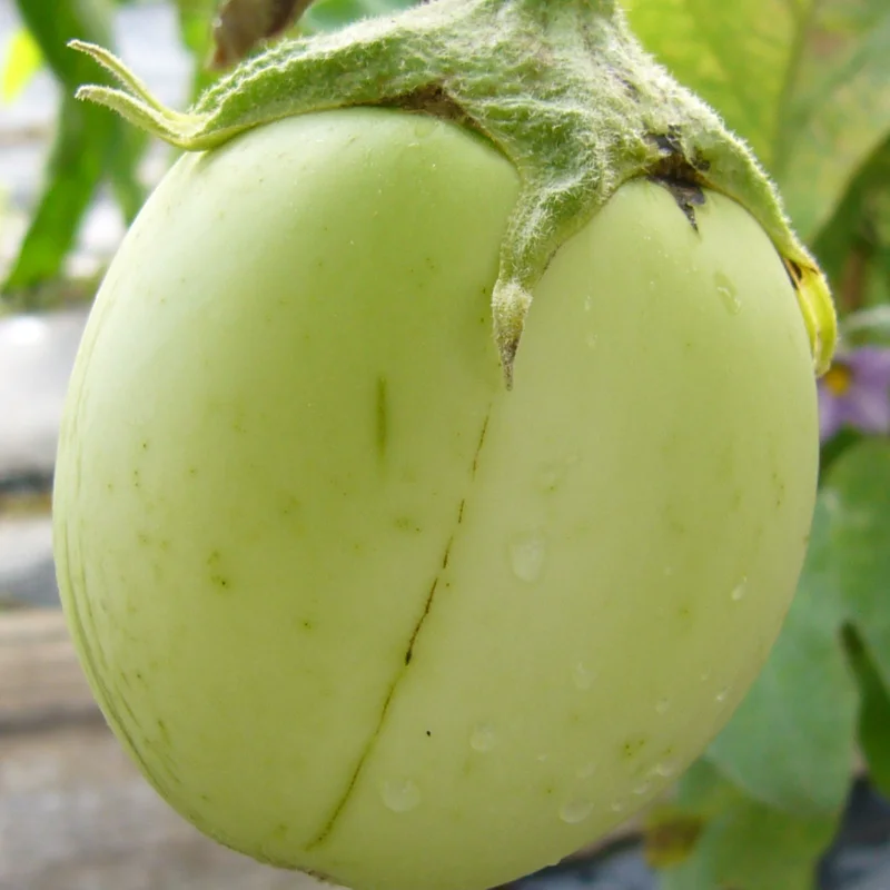 Eggplants - Apple Green