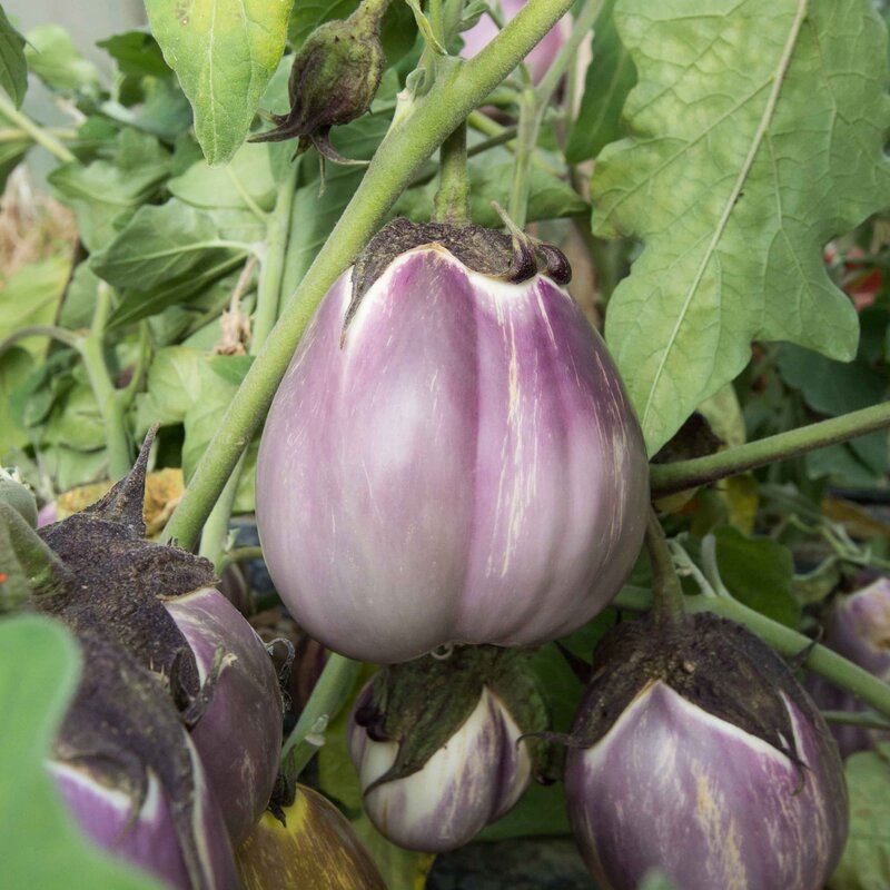 Eggplants - Violetta di Firenze