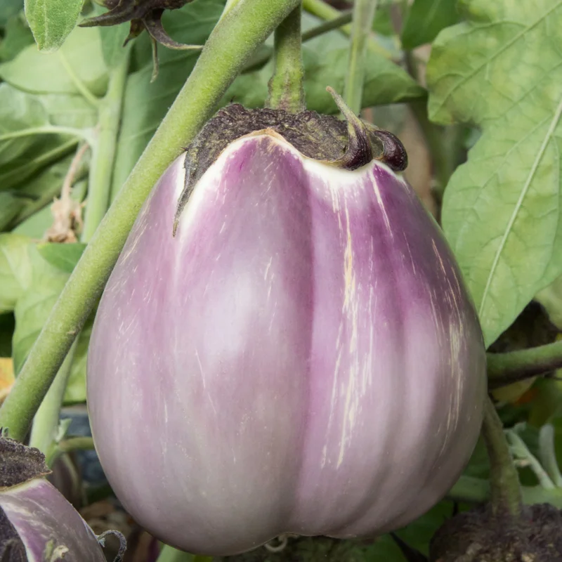 Eggplants - Violetta di Firenze