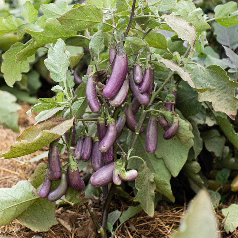 Eggplants - Slim Jim