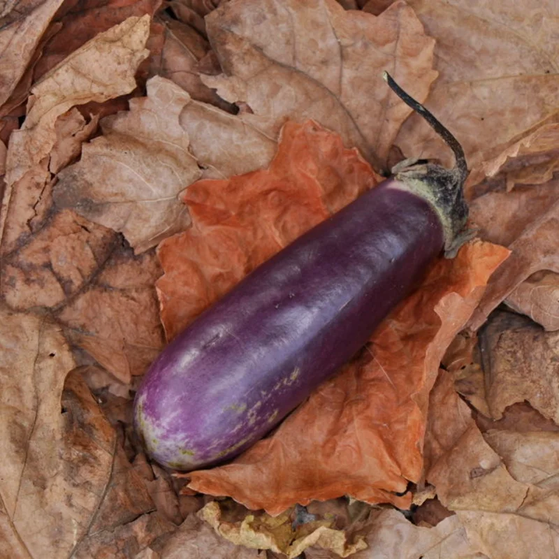 Eggplants - Slim Jim