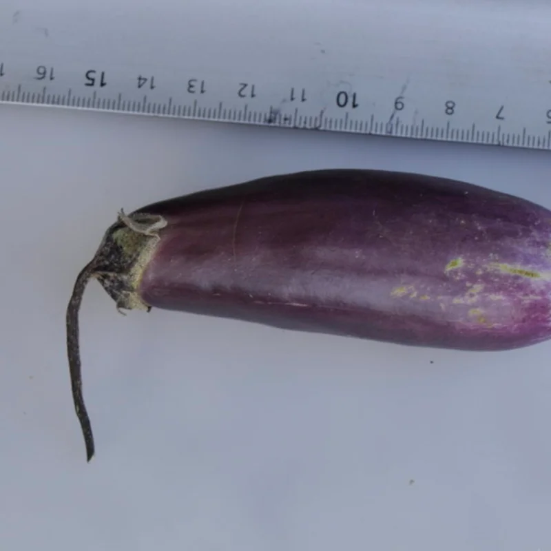 Eggplants - Slim Jim