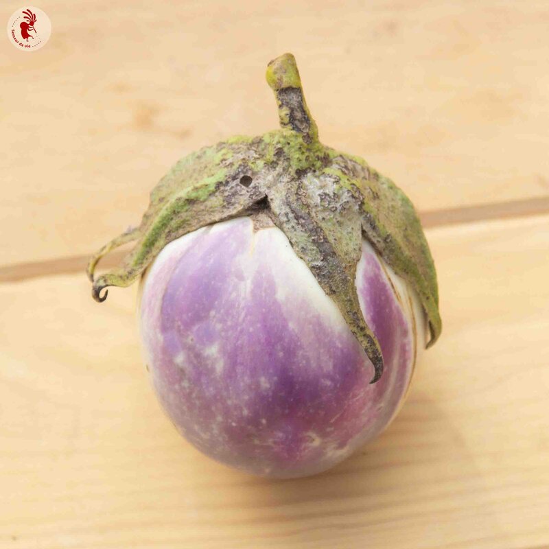 Eggplants - Rosa Bianca