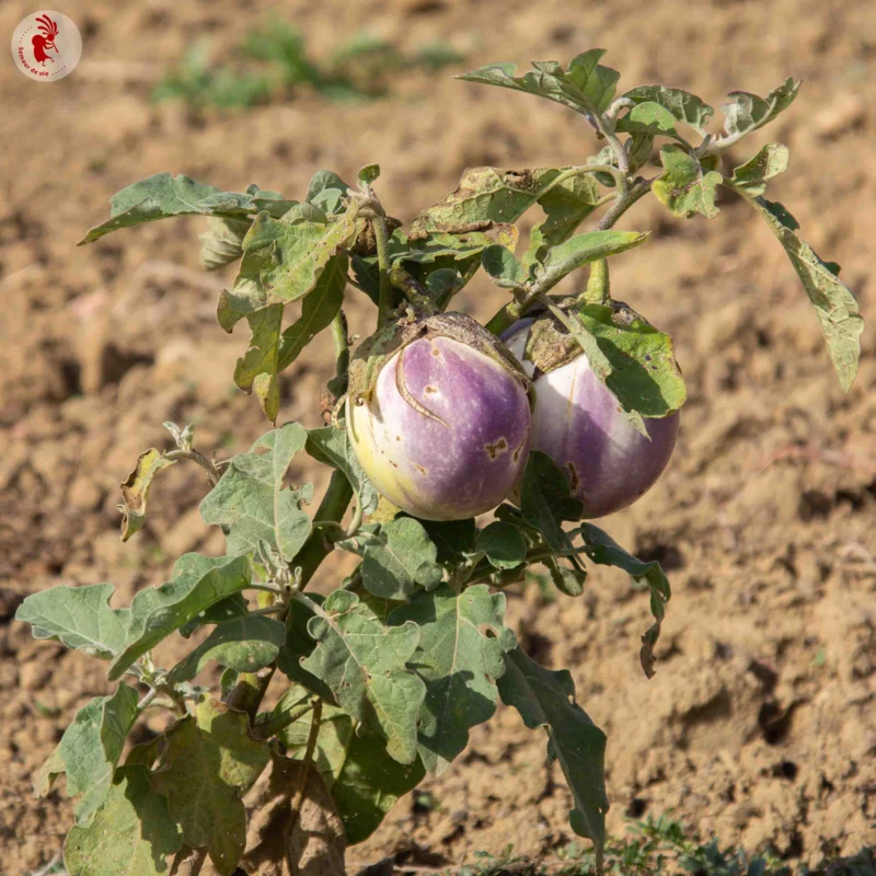 Eggplants - Rosa Bianca