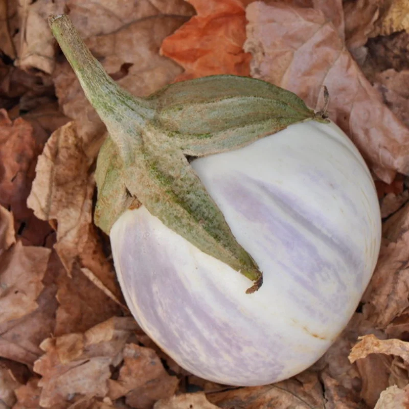 Eggplants - Rosa Bianca