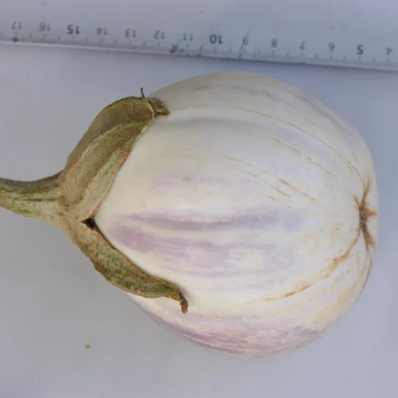 Eggplants - Rosa Bianca