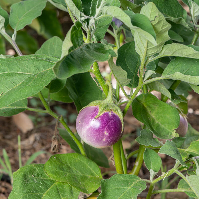 Eggplants - Lao Lavender