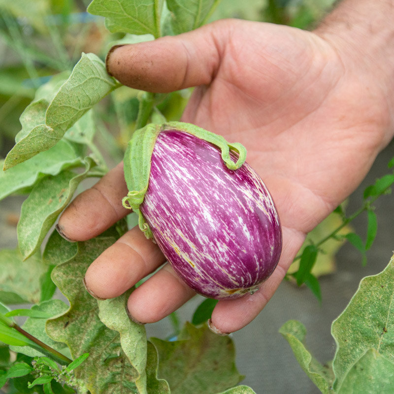 Eggplants - Listada Da Gandia