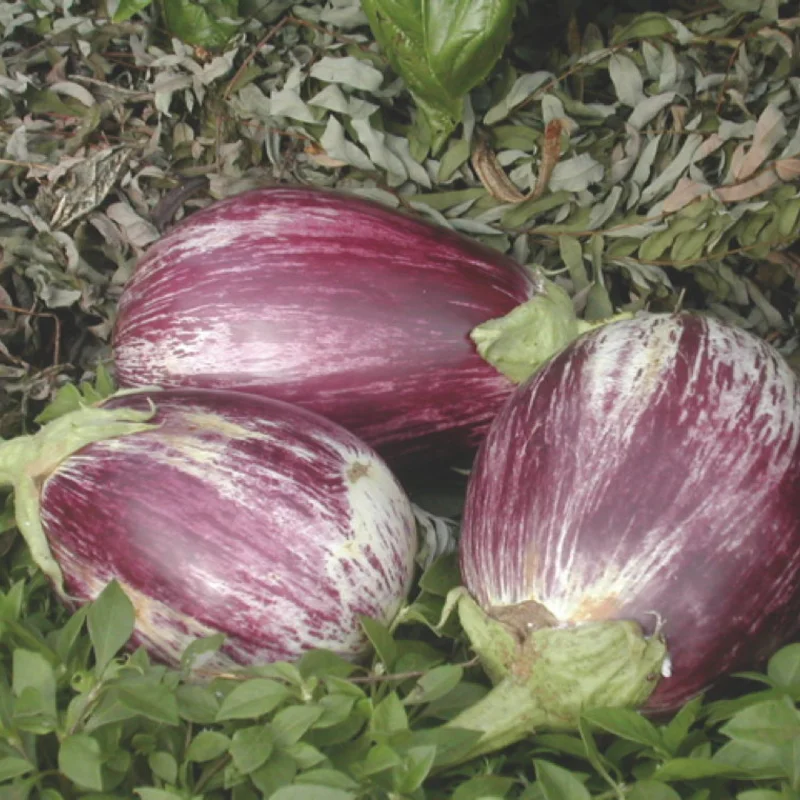 Eggplants - Listada Da Gandia